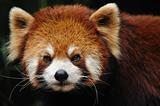 red panda close up
