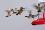 Swarm Of Hummingbirds At A Feeder