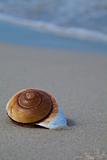 Nice sandy beach & Shell