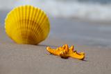 Nice sandy beach & Shell