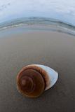 Holidays on a sundy beach among shells