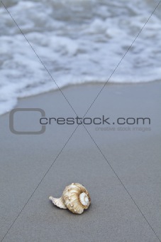 Holidays on a sundy beach among shells