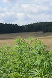 marijuana field 