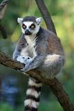 lemur monkey