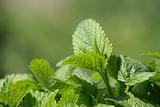 green mint background