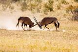 Two Gemsbok antelope males fighting