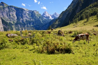 View from the Koenigssee towards the alps, with cows