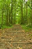 path through lush forest
