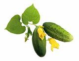 Two fresh cucumbers with leaf and yellow flowers.