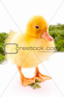 Duckling on green grass