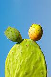 prickly pear fruit