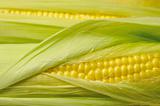 fresh corn background