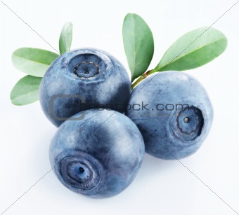 bilberry