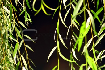 Weeping Willow Leaves