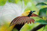dancing bird of paradise