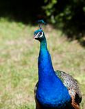 Peacock with short focal depth