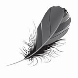 feather. Vector illustration  