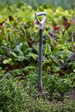 A spade in the garden