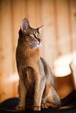 young brown Abyssinian cat on char