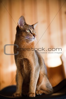 young brown Abyssinian cat on char