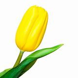 Yellow tulip isolated