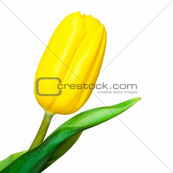 Yellow tulip isolated