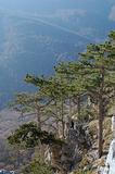 Pines above precipice