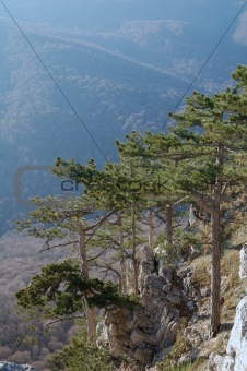 Pines above precipice