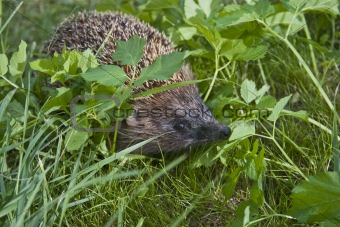Yong hedgehog on green lawn 