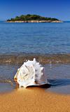 Seashell on Mediterranean beach