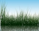 grass on water