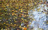 autumn puddle