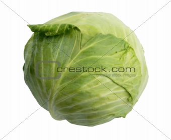 Single green cabbage.