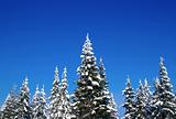 Winter fir wood