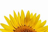 outstanded yellow sunflower