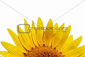 outstanded yellow sunflower