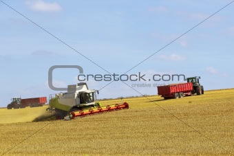 wolds harvesting 2