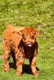 highland calf