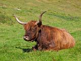 highland cow in meadow