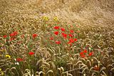 poppies and wheat