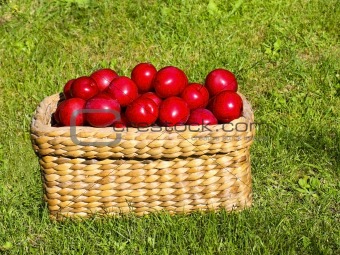 basket of plums