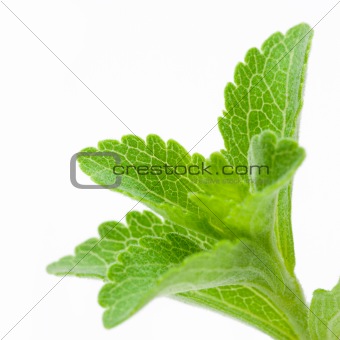 Stevia Rebaudiana - natural sweetener close up