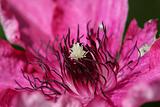 Pink clematis flower