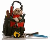 puppy in tool pouch