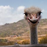 Smile, Ostrich!