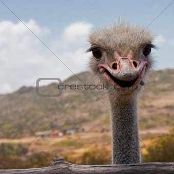 Smile, Ostrich!
