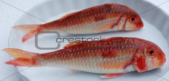 Red fishes