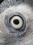 Macaw Eye