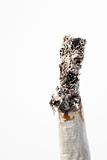 hand rolled burning cigarette isolated on white