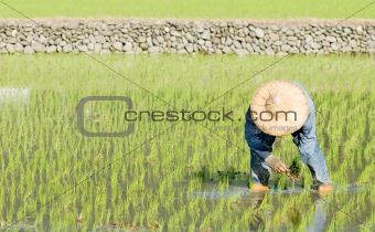 farmer working in the fram